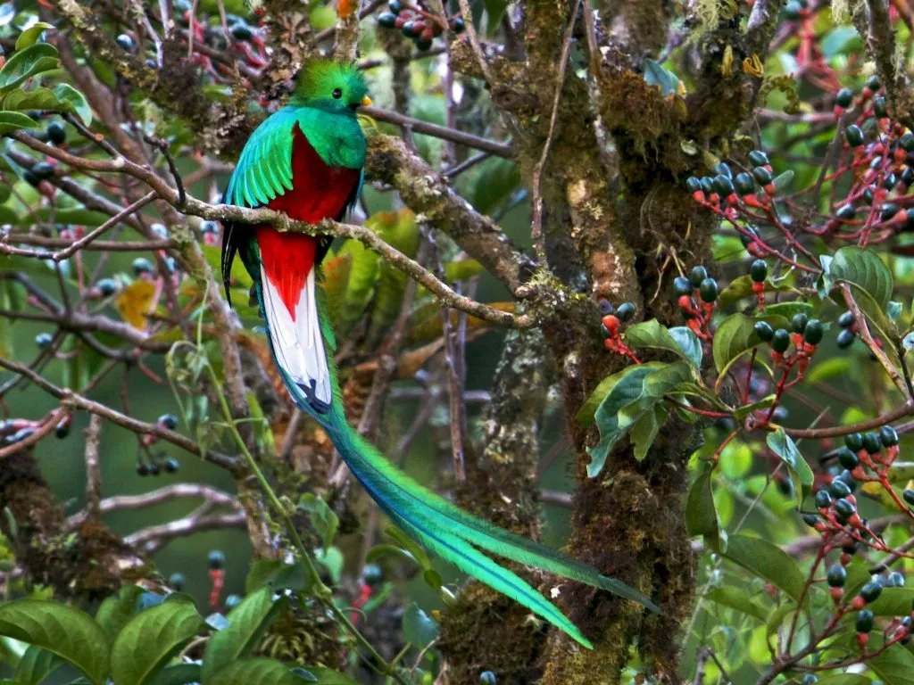 L’étrange rêve sur un magnifique Quetzal