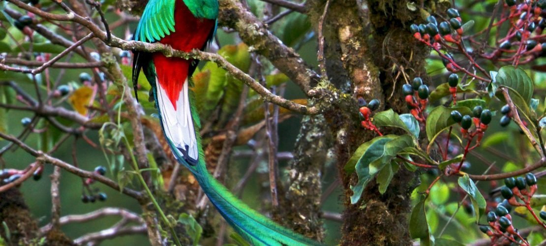 L’étrange rêve sur un magnifique Quetzal