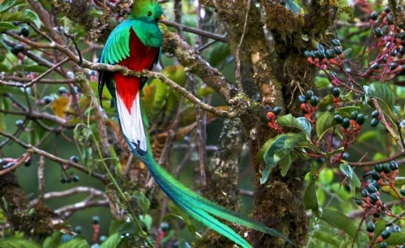 L’étrange rêve sur un magnifique Quetzal