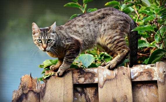 Le chat est un félin solitaire, indépendant mais fidèle