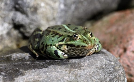 L’oued où je me baignais et me lavais en Algérie