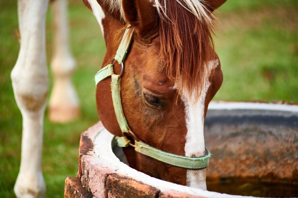 Le Puits d'où j’ai puisé l'eau durant des années