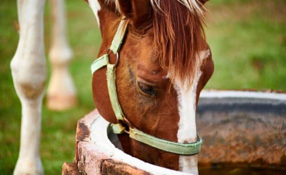 Le Puits d'où j’ai puisé l'eau durant des années