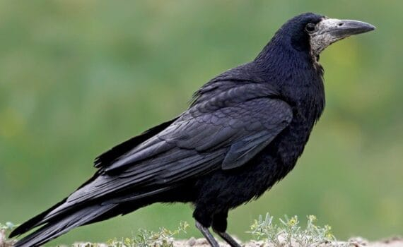 Emmanuel Macron : le doublé d’un Président double