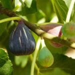 Les Bienfaits des Figues, de la Grenade, de la Pastèque, des Olives, de l'Huile d'Olive et du Miel d'Abeilles Les Bienfaits des Figues, de la Grenade, de la Pastèque, des Olives, de l'Huile d'Olive et du Miel d'Abeilles