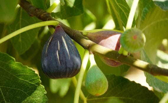 Les Bienfaits des Figues, de la Grenade, de la Pastèque, des Olives, de l'Huile d'Olive et du Miel d'Abeilles