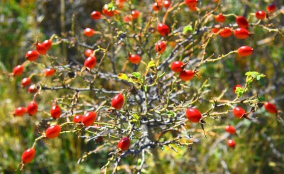 Obsèques de Françoise Hardy : Une des dernières chanteuses des sixties qui s'éteint