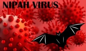 Nipah : Que sait-on de ce virus identifié en 1998 et qui inquiète notamment en Inde ?