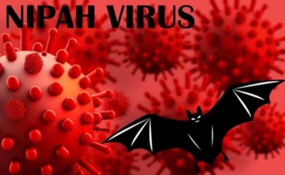 Nipah : Que sait-on de ce virus identifié en 1998 et qui inquiète notamment en Inde ?