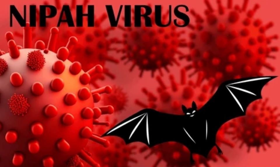Nipah : Que sait-on de ce virus identifié en 1998 et qui inquiète notamment en Inde ?