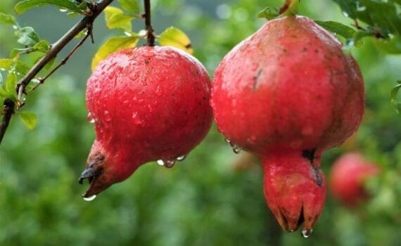 La Grenade : Un fruit aux bienfaits et aux vertus "explosifs"