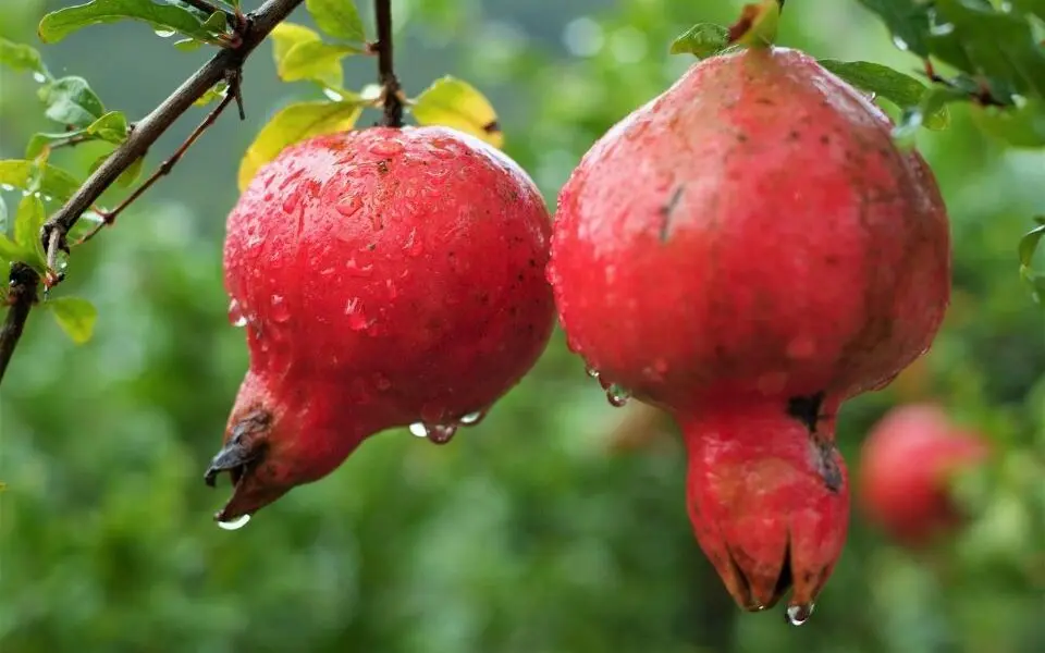 La Grenade : Un fruit aux bienfaits et aux vertus "explosifs"