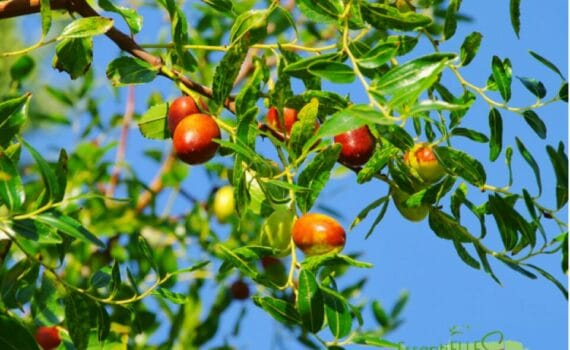 Le Jujubier : un fruit nutritif aux bienfaits considérables et immenses
