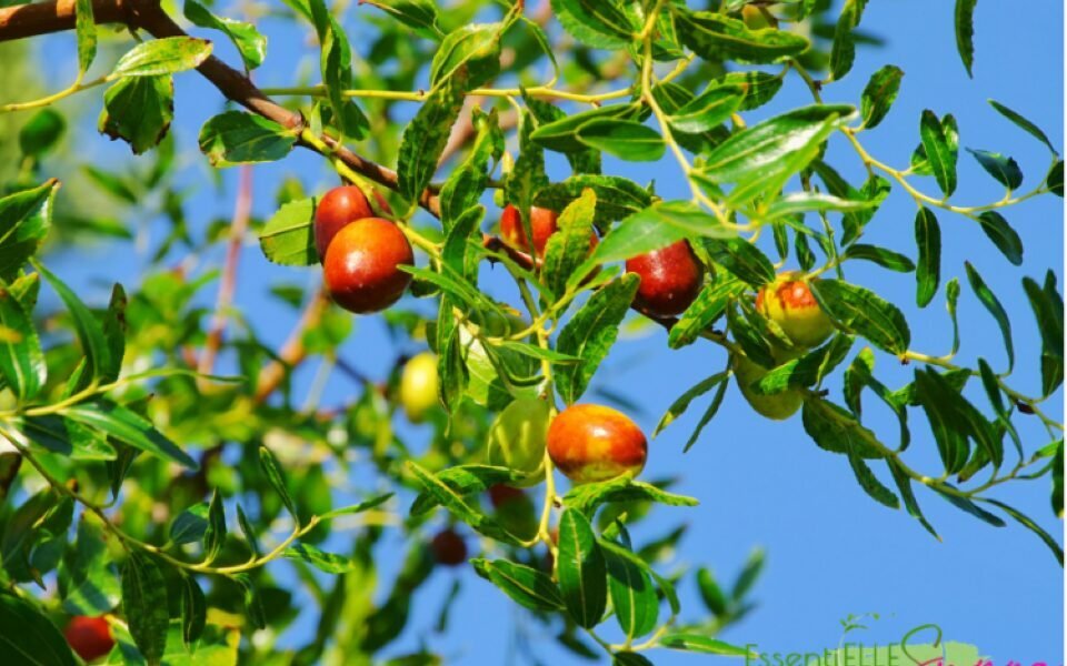 Le Jujubier : un fruit nutritif aux bienfaits considérables et immenses