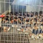 Témoignages sur les crimes de guerre et les violations des droits de l’homme commis par Israël sur des civils et des prisonniers Témoignages sur les crimes de guerre et les violations des droits de l’homme commis par Israël sur des civils et des prisonniers